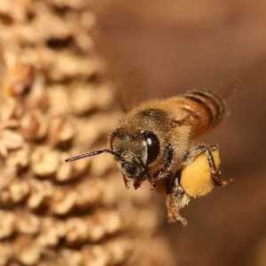 Kteří se aktivně používá včelí pyl, nervy a srdce sám posiluje
