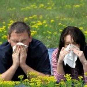 Senná rýma - sezónní „teče z nosu“, a jak s ní bojovat