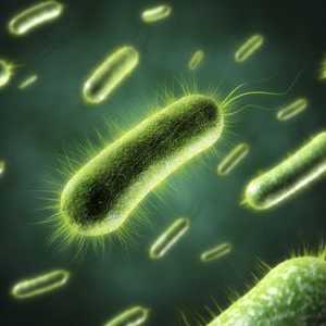 Co antibiotika v střevních infekcí u dospělých může jmenovat?