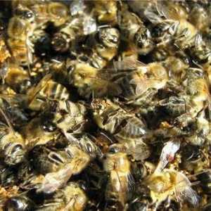 Využití včelího Podmore ušetří na rakovinu a jiné vyšší moci!