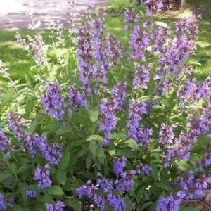 Použití Salvia officinalis v lidové medicíně a kosmetice