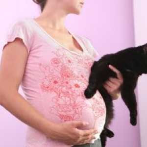 Příznaky chronické toxoplazmózy během těhotenství a metody léčby