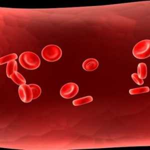 Potraviny ke zvýšení hemoglobinu v krvi