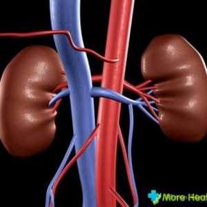 Umístění ledvin v lidském těle