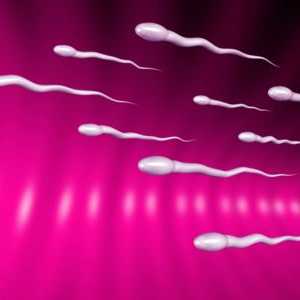 Skutečná fakta o stagnující spermií