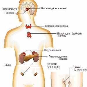 Nařízení endokrinního systému nervové soustavy