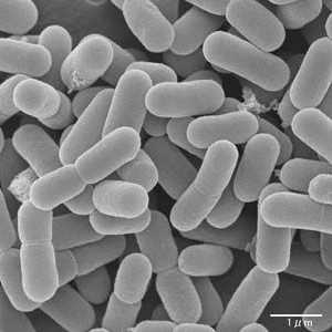 Úloha bifidobakterií ve střevě k tělu