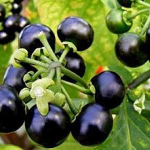 Sunberry: užitečné vlastnosti a kontraindikace