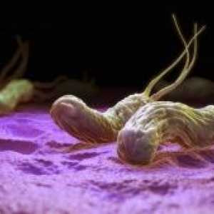 Řidičské vymýcení Helicobacter pylori, a tři řádky léčby helikobakterioza