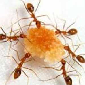 Lidové léky pro mravenců v domácnosti. Jak se zbavit nechtěných okolí?