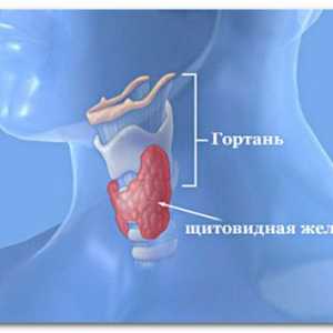 Hormony štítné žlázy: syntéza, funkce, norma, nadbytek a deficit
