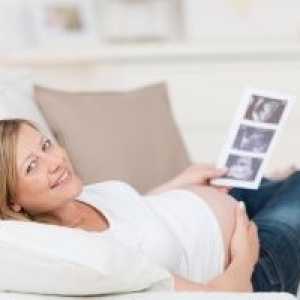 Kdy první ultrazvuk a vývoj plodu v prvním trimestru těhotenství