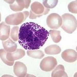 Koncentrace granulocytů v krvi a jejich funkce