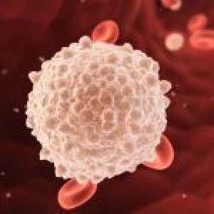 Obsah leukocytů v krvi během těhotenství