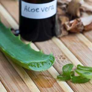 Aloe šťáva pro léčení rýmy