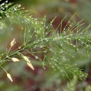 Asparagus officinalis. Výhody chřestu