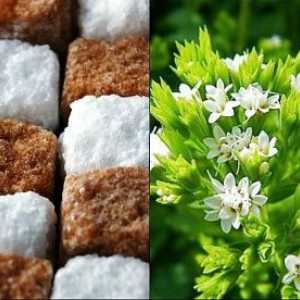 Stevia náhražka cukru důstojně, může diabetes bezpečně jíst!