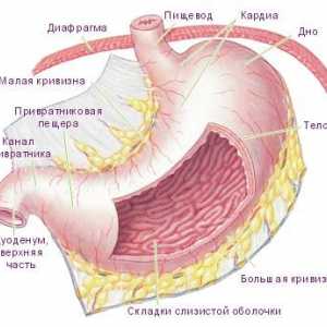 Funkce, anatomie a patologie lidského žaludku