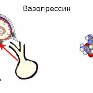 Vasopresin - antidiuretického hormonu (ADH)