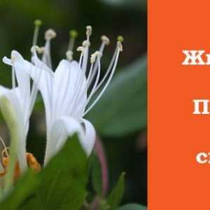 Honeysuckle - užitečné vlastnosti rostlin s romantickou historii
