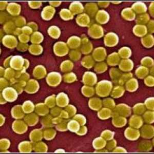 Staphylococcus aureus ve střevě